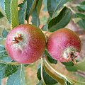 nasze 1 jabłka w sadzie owocowym #jabłko #jabko #wyostrzone #sharpen #dokładność #piękno #cud #natura #sad #owoc #drzewko #wioska