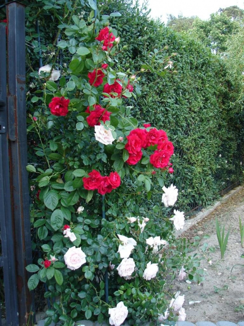 biało czerwona #kwiaty #ogród