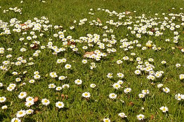 #bornholm #dania #morze #bałtyckie #stokrotki #stokrotka #kwiaty