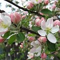 kwitnąca jabłoń #Drzewa #KwitnącaJabłoń #sad
