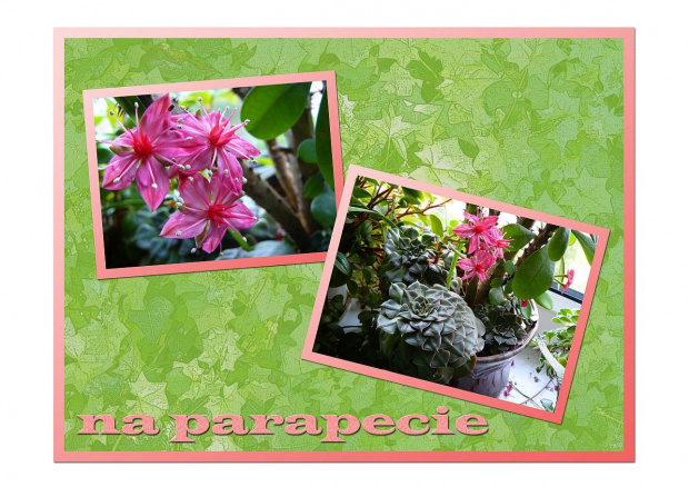 Na parapecie zaszalało! #NaParapecie #sukulenty #wiosna #kwiatki