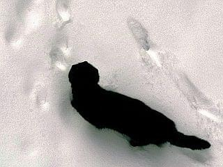 czarna kota #śnieg