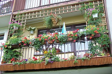 Trochę zmian w tym roku:-) #balkon #KwiatyBalkonowe #petunie #surfinie #koleusy