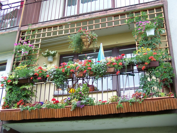 Trochę zmian w tym roku:-) #balkon #KwiatyBalkonowe #petunie #surfinie #koleusy