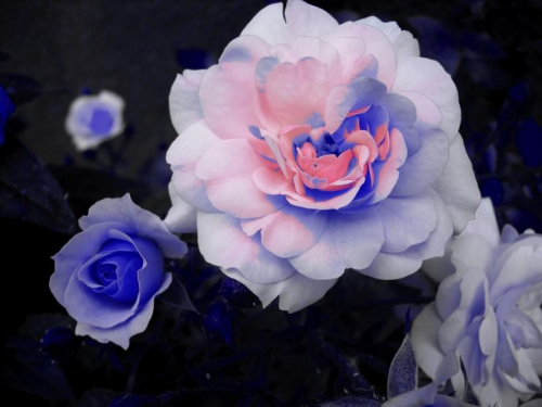 Róże w ogródku,troszkę zbajerowane. #róża #kwiaty #kwiat #róże #NiebieskiKwiat