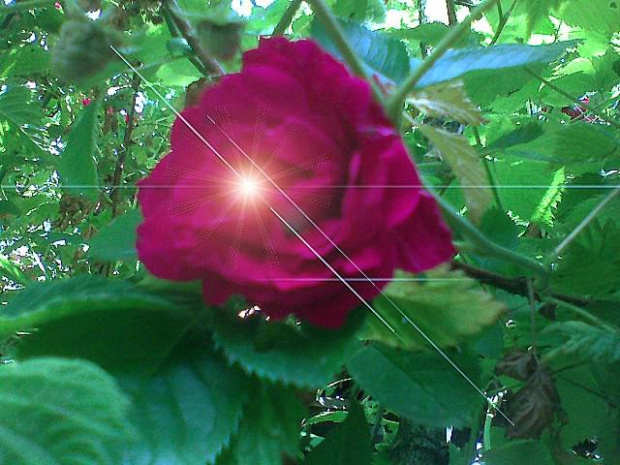 róża ze słońcem w sercu