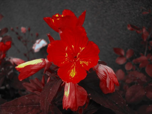 Czerwony kwiat po przeróbce w PhotoFiltre #kwiat #kwiatek #kwiatki #KwiatekCzerwony