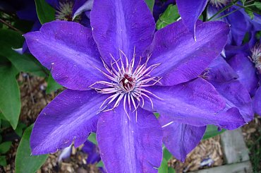 moje powojniki #clematis #powojniki #kwiatki #ogrod