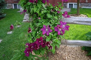moje powojniki (clematis) #clematis #powojniki #ogrod #Czerwiec2008