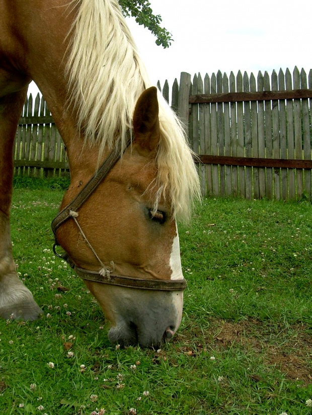 koniczynka jest najlepsza :))) #koń #konie