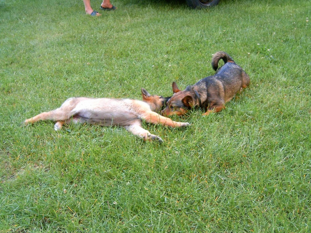 zabawa psów(prawie jak walka)4 #dog #mlody #OwczarekNiemiecki #pies #piesek #rasa #rasowy #rodowod #suczka #szczeniak #kundel #zabawa #walka #zlosc #rodzina #glupota #miki #szczur