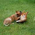 zabawa psów(prawie jak walka) 8 #dog #mlody #OwczarekNiemiecki #pies #piesek #rasa #rasowy #rodowod #suczka #szczeniak #kundel #zabawa #walka #zlosc #rodzina #glupota #miki #szczur