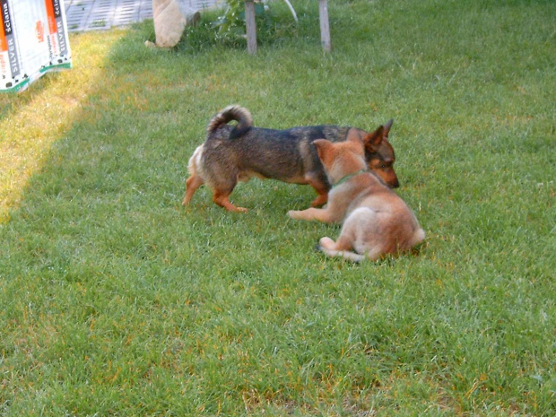 zabawa psów(prawie jak walka)1 #dog #mlody #OwczarekNiemiecki #pies #piesek #rasa #rasowy #rodowod #suczka #szczeniak #kundel #zabawa #walka #zlosc #rodzina #glupota #miki #szczur