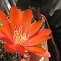 rebutia sp. ostatni w tym roku