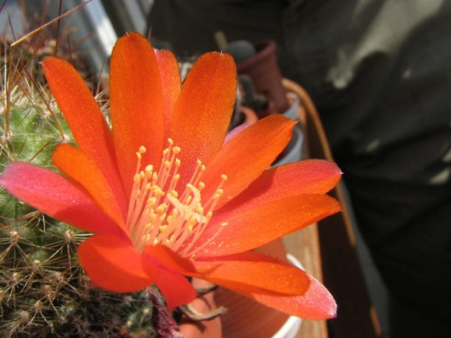 rebutia sp. ostatni w tym roku