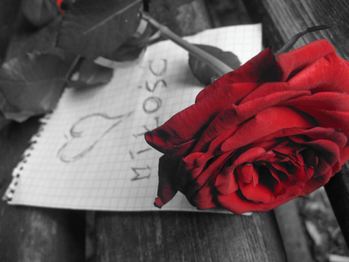 Czy miłość ma kolce? #Miłość #kwiat #róża #kolce #ból #cierpienie
