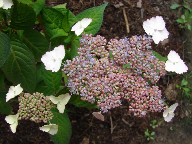 #HydrangeaSerrataIntermedia #HortensjaPiłkowana #hortensje #hydrangeas