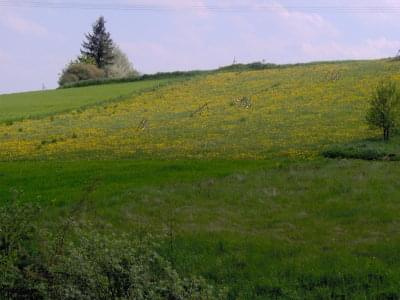 Łąka mlecza na Podhalu