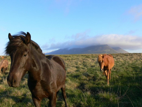 Islandia to chyba raj dla koni.