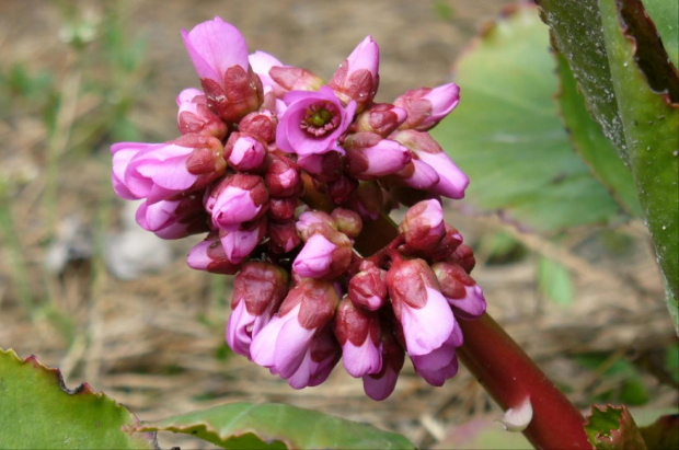 Bergenia sercolistna #Rośliny #ogród #fauna #flora #kwiaty #wiosna #lato