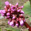 Bergenia sercolistna #Rośliny #ogród #fauna #flora #kwiaty #wiosna #lato