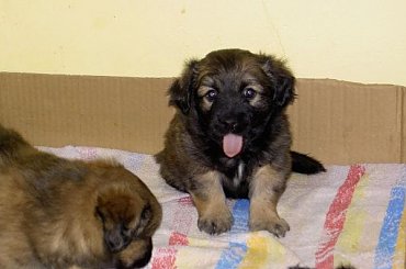 Miśka xD #szczeniaki #pieski #język #Zuzia