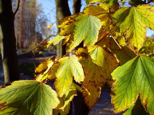 barwy jesieni #jesień #park #liście #barwy #miasto #przyroda #drzewa