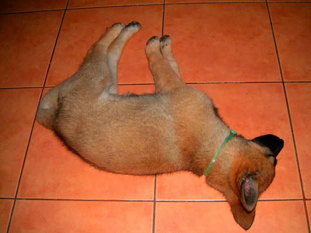 Spiący owczarek Niemiecki 2 #dog #owczarek #pies #piesek #pozycja #rasa #rasowy #Smieszne #spanie #suka