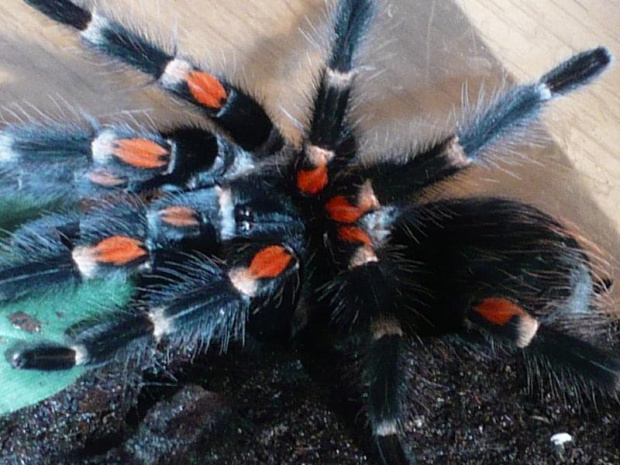 Brachypelma auratum L10 samiec