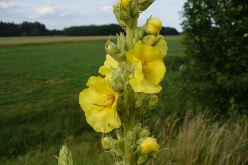 #las #rośliny #przyroda #drzewa #łąka #flora #fauna