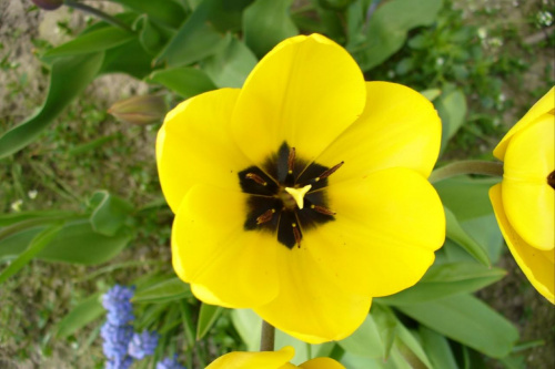 Tulipan #roślina #las #ogród #kwiaty #botanika #przyroda