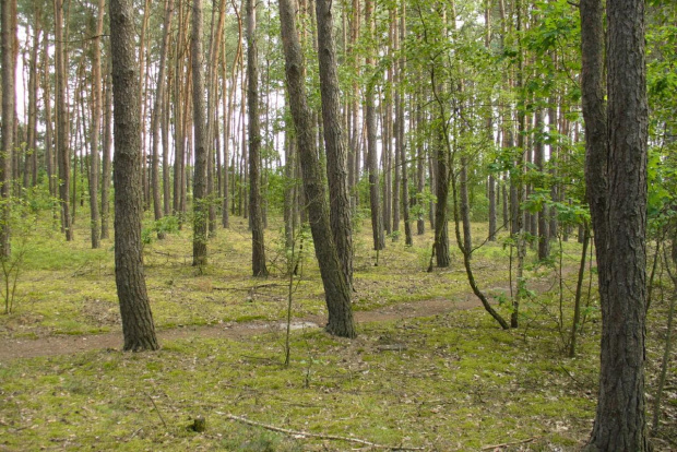 Zdjęcia z lasu i okolic #las #rośliny #przyroda #drzewa #łąka #flora #fauna