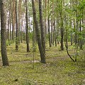 Zdjęcia z lasu i okolic #las #rośliny #przyroda #drzewa #łąka #flora #fauna