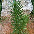 Młoda Roślina "smolinos" #drzewko #smolinos #roslina #lato #lisc #macro #makro #natura #ogród #owoc #zielen #sad #zakwit #kamien