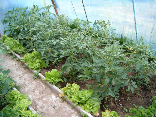 Pomidorki Szklarniowe 2 #drzewko #kwiat #kwiatek #lato #lisc #natura #ogród #owoc #pomidor #pomidory #sałata #szklarnia #tunel #uprawa