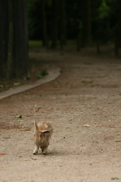 bydgoszcz zoo