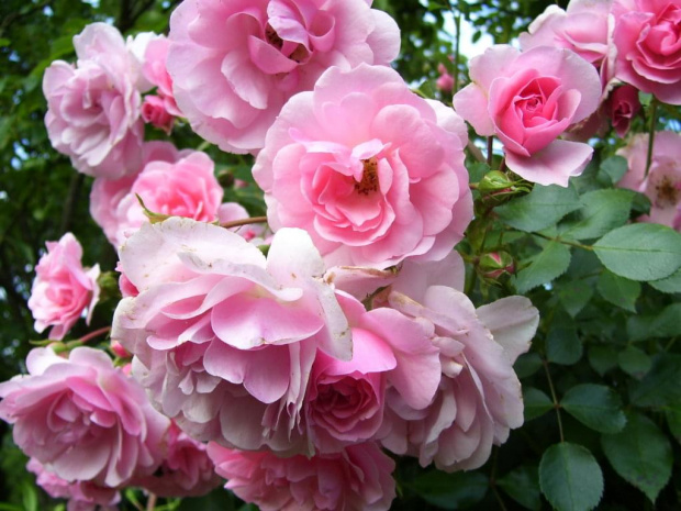 Bukiet #róże #kwiat #bukiet
