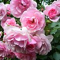 Bukiet #róże #kwiat #bukiet