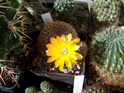 Sulcorebutia