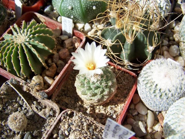 Stromcocactus disciformis