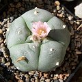 Lophophora williamsii