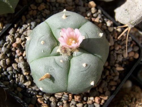 Lophophora williamsii