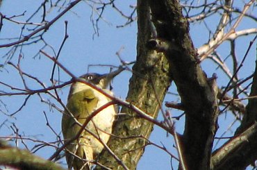 Dzięcioł zielony #dzięcioł