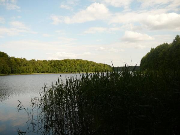 Jezioro otoczone zielenią