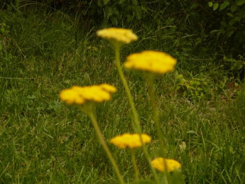 Kwiaty żółte #kwiaty #okno #widok #ZDomu