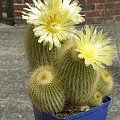 Notocactus leninghausii