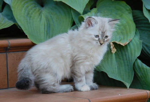Zdjęcia koteczki syberyjskiej- neva masquarade Limetki - 8 i 9 tygodni