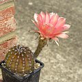 Echinopsis sp.