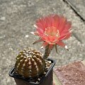 Echinopsis sp.