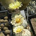 Astrophytum asterias cv supercabuto